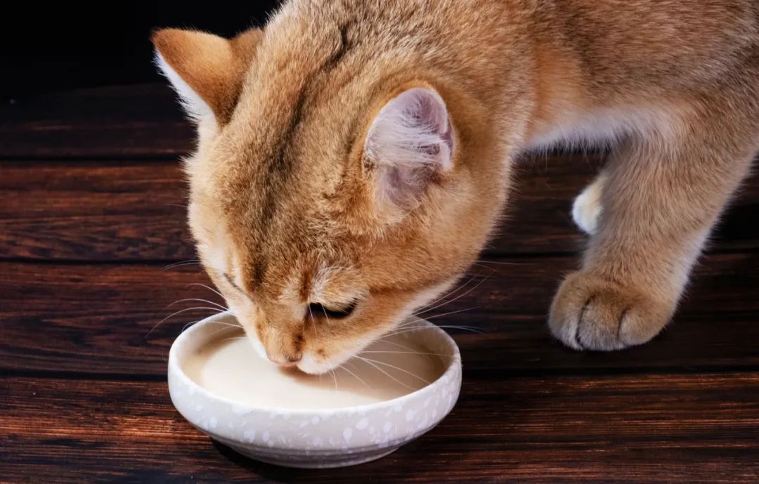 养生汤罐是一款新潮的宠物产品，从宠物健康上出发