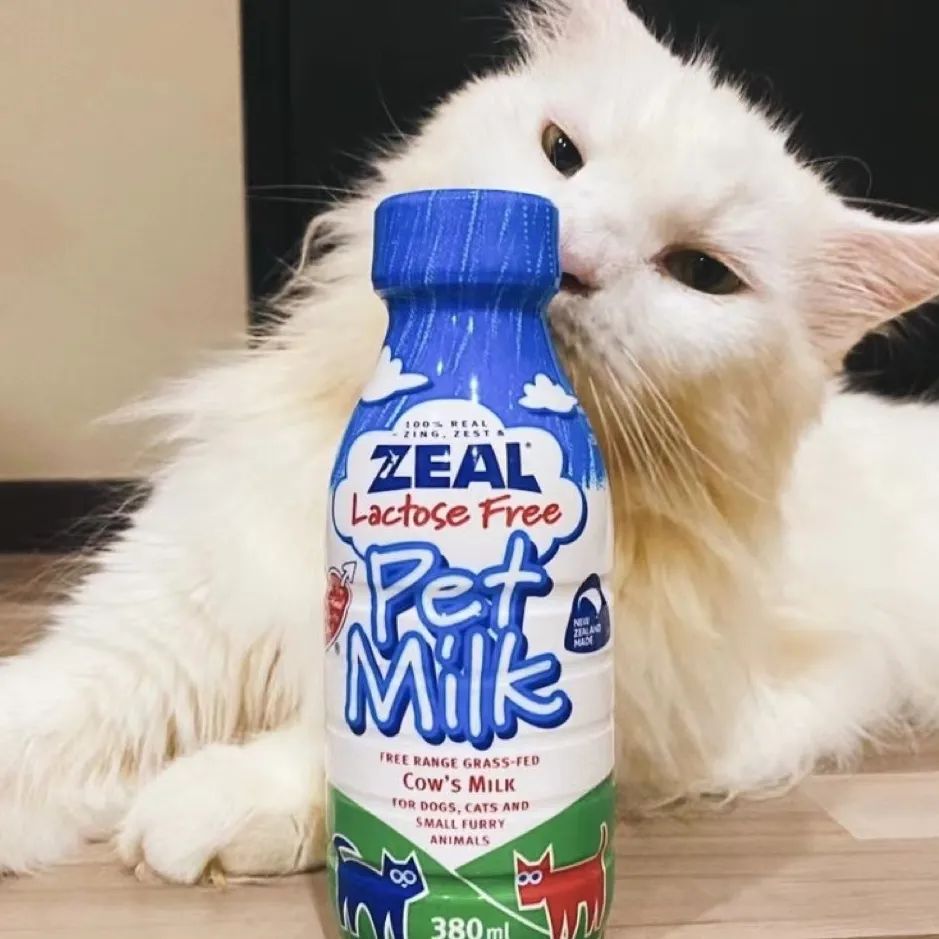 喵喵专用迷你版